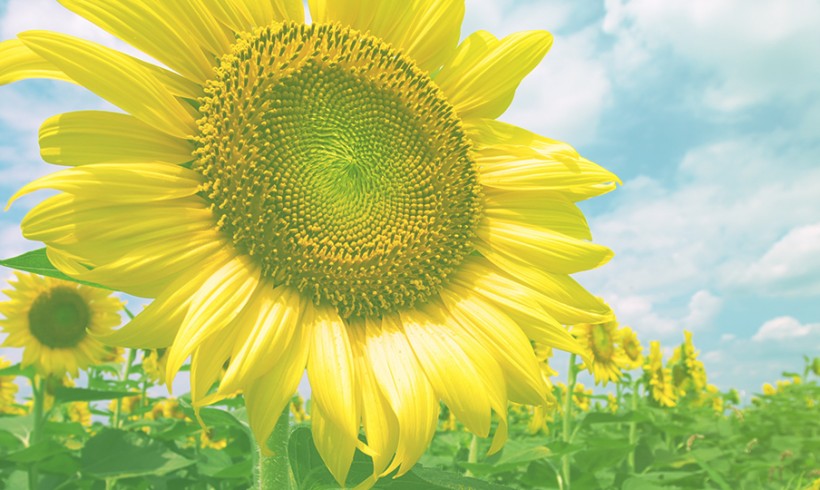 Sunflower Time