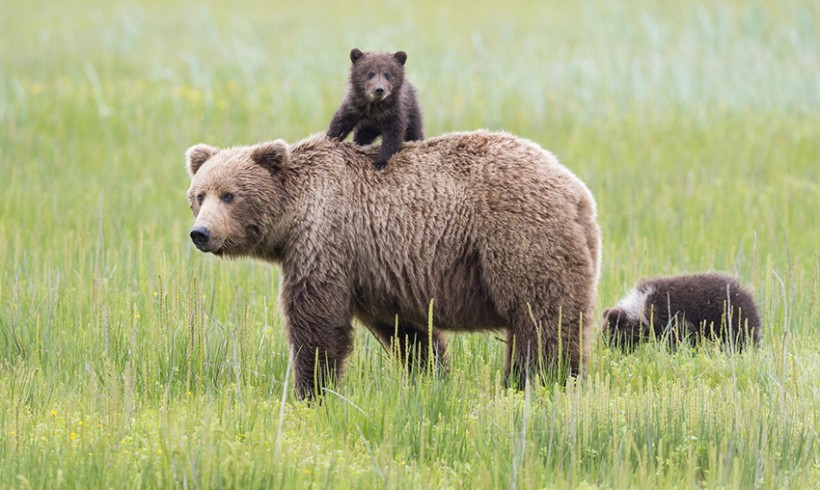 Bear Population