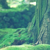 Save Tropic Forests