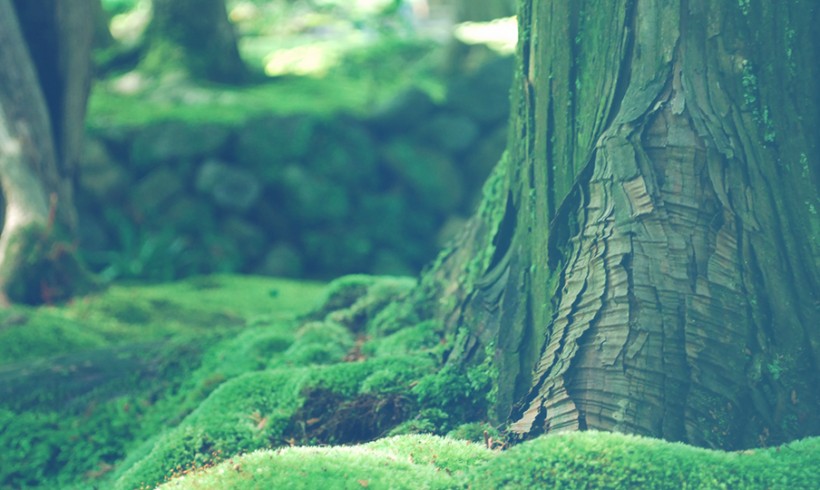 Save Tropic Forests